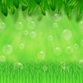 Green leaves, grass and bubbles Royalty Free Stock Photo