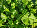 green leaves grass clover lawn fresh Royalty Free Stock Photo