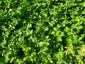 green leaves grass clover lawn fresh Royalty Free Stock Photo