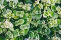 green leaves of grass covered with frost on a cold autumn morning Royalty Free Stock Photo