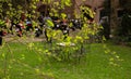 Green leaves and grass with superbikes behind