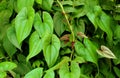 Green leaves of Greater yam plant Royalty Free Stock Photo