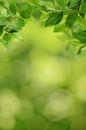 Green leaves on green background Royalty Free Stock Photo