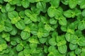 Green Leaves of Groundcover, Creeping Charlie as Background Royalty Free Stock Photo