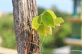 Green leaves grow on logs and thrive in the summer Royalty Free Stock Photo