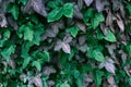 Natural wall of leaves, texture background Royalty Free Stock Photo