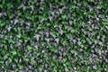 Natural wall of leaves, texture background Royalty Free Stock Photo