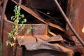 Green leaves growing on old rusty metal - resilience