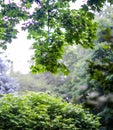 Green leaves growing in summer time during rain Royalty Free Stock Photo