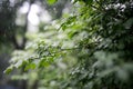 Green leaves growing in summer time during rain Royalty Free Stock Photo