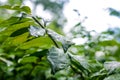 Green leaves growing in summer time during rain Royalty Free Stock Photo