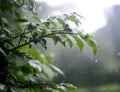 Green leaves growing in summer time during rain Royalty Free Stock Photo