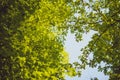 Green leaves growing in on the trees background. Early spring time Royalty Free Stock Photo