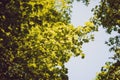 Green leaves growing in on the trees background. Early spring time Royalty Free Stock Photo