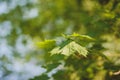 Green leaves growing in on the trees background. Early spring time Royalty Free Stock Photo