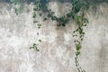 Green leaves and grunge concrete wall background and texture Royalty Free Stock Photo