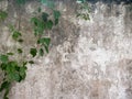 Green leaves and grunge concrete wall background and texture Royalty Free Stock Photo