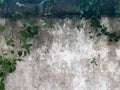 Green leaves and grunge concrete wall background and texture Royalty Free Stock Photo