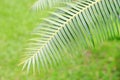 Green leaves of gum palm or giant dioon Dioon spinulosum Dyer the tropical cycad palm plant on green garden