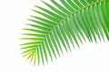 Green leaves of gum palm or giant dioon Dioon spinulosum Dyer the tropical cycad palm plant on white sky using for background or