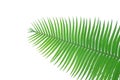 Green leaves of gum palm or giant dioon Dioon spinulosum Dyer the tropical cycad palm plant on white sky using for background or