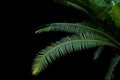 Green leaves of gum palm or giant dioon & x28;Dioon spinulosum Dyer& x29; Royalty Free Stock Photo