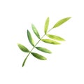 Green leaves, hand-painted in watercolor, isolated on a white background