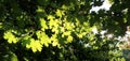 Green leaves, harmoniously illuminated by the rays of the sun.