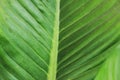 Green leaves have beautiful stripes as the background