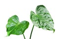 Green Leaves of Heart-shaped Elephant Ear, Buddha's Hand Plant Isolated on White Background Royalty Free Stock Photo