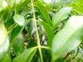 green leaves after heavy rainthe lawn