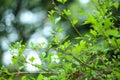 The green leaves of the henna tree