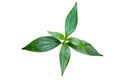 Green leaves of herbal medicine plant Kariyat or green chireta Andrographis paniculata on white background with clipping path.