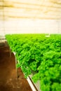 Green leaves Herbs PLANTS in the green house in spring