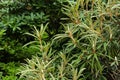 Green leaves of hippophae rhamnoides or sea-buckthorn
