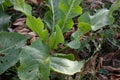 Green leaves of a horseradish plant in early fall. The aerial part of the clump-forming perennial horseradish Armoracia
