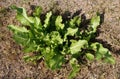 Green leaves of horseradish plant