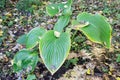 Green leaves of hosta. Autumn garden.Autumn time