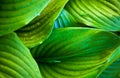 Green leaves of hosta with dew drops Royalty Free Stock Photo