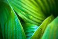 Green leaves of hosta with dew drops Royalty Free Stock Photo