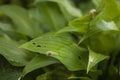 Green Leaves Of Hosta In Garden With Slugs