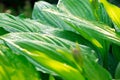 Green leaves of hosta. Gardening. Hosta in summer time Royalty Free Stock Photo