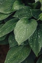 Green leaves hosta. Perennial herbaceous plant of the Asparagus family. Blurred floral backdrop. Low key