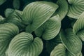 Green leaves of Hosta plant with dew drops. Natural background Royalty Free Stock Photo