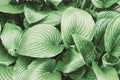 Green leaves of Hosta plant with dew drops. Natural background. Selective focus Royalty Free Stock Photo