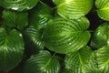 The green leaves of Hosta in summer after rain. Green life concept. Royalty Free Stock Photo