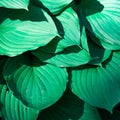 Green leaves hosta undulata