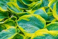 Green leaves (hosta) with water drops