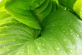 Green leaves hosta with water drops