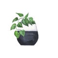 Green leaves house plant in black and white flowerpot. Watercolor.